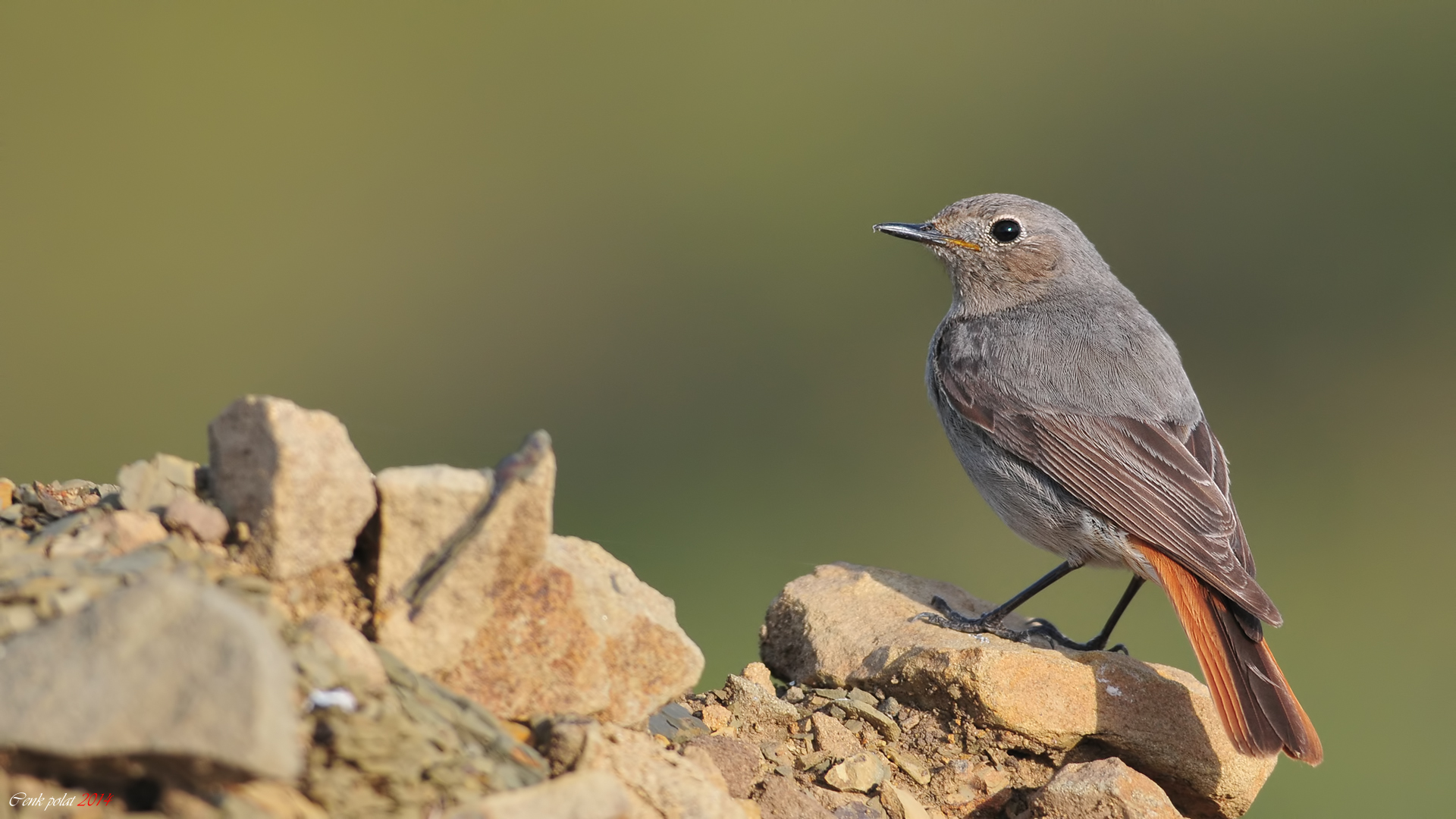 Black Redstart